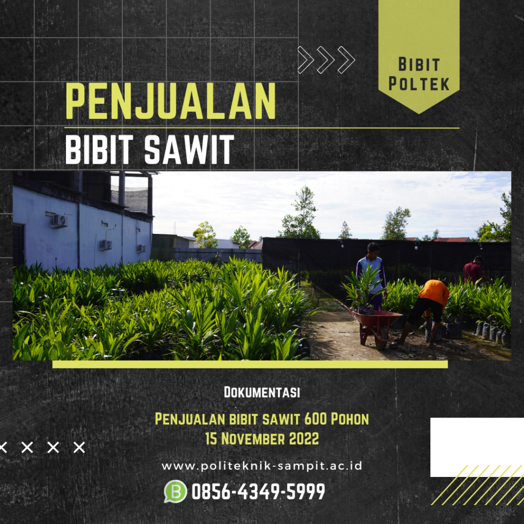 Penjualan dan Penangkaran Bibit Sawit Sampit